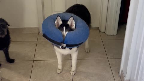 Husky Wears Her Cone Wrong