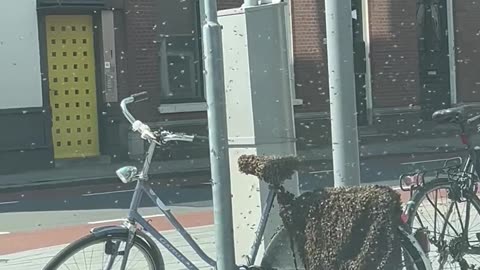 Bees Swarm Bicycle