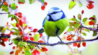 "Healing Nature Sounds: Relaxing Music with Chirping Birds"