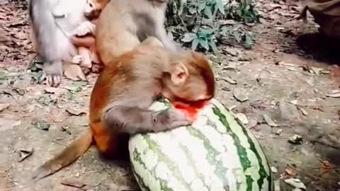 Funny Monkey Loves Watermelon Monkey Eating Cute Monkey Squad Animals Funny Videos #shorts