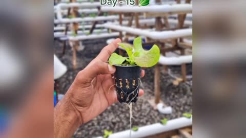 How To Do Easy Hydrophonics for Beginners