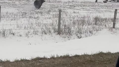 Grizzly Bear With Cubs Charges Truck on Rural Road