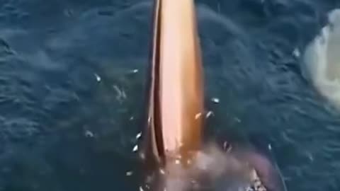 Whale sound 😲😲 #shorts #whale #bluewhale