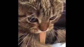 Funniest cats😂, -Dont try to hold back laughter😂 funny cat life