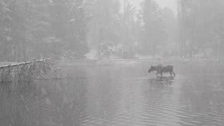 Moose Heads Toward Wedding Party in National Park