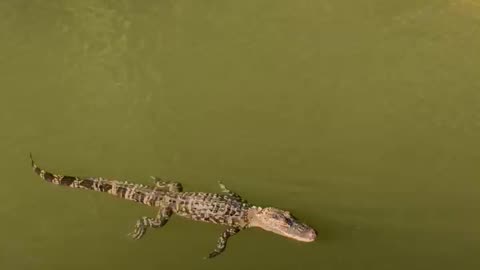 Gator Chasing Topwater