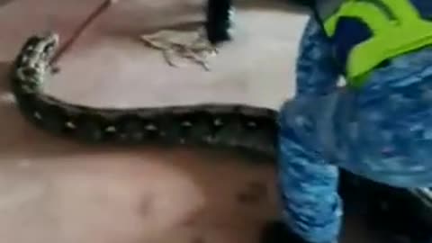 Ninho de cobras gigantes é encontrado em teto de imóvel; veja