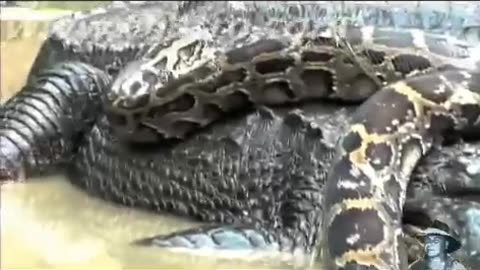 Python vs Alligator 01 -- Real Fight -- Python attacks Alligator