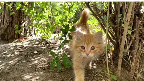 Adorable Cat Moments: A Cuteness Overload Video