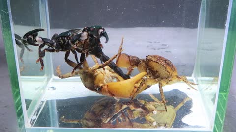 Emperor Scorpion vs 2 Crabs Underwater