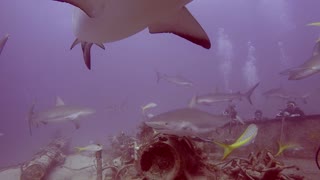 Sharks Swarm Around Divers