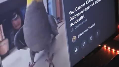 Funny parrot |cockatiel parrot | Funny birds | Funny animals