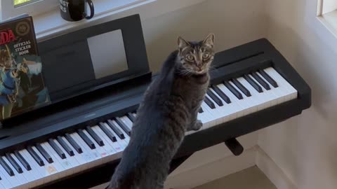 Keyboard Kitty Creates Spooky Vibes