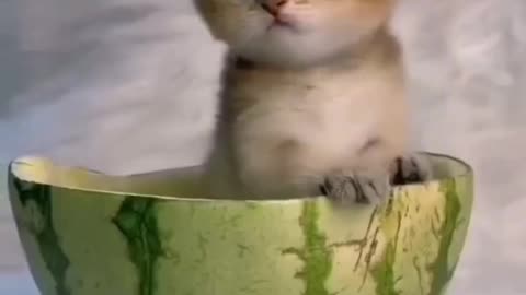 Cat video | Funny little cat | Viral cat