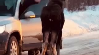 Baby Moose Ontario won’t get off the road