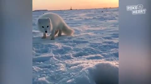 Baby Arctic Fox Steals Mans Fish