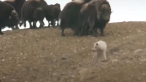 wolf attacks bison and gets the worst of it