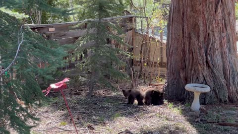 Tahoe Bears Cubs Play in Backyard
