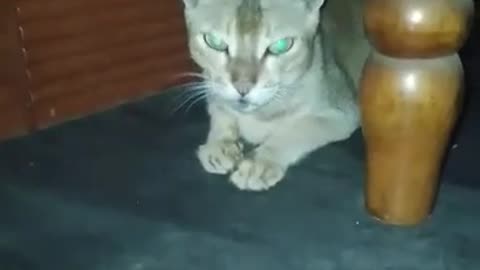 Kitty Cat 4