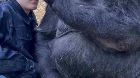 Did you know there's a talking gorilla? | #TalkingGorilla |