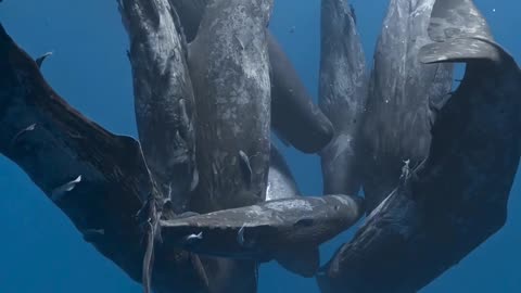 I can’t believe that I witnessed this brief social behavior of sperm whales with my own eyes.