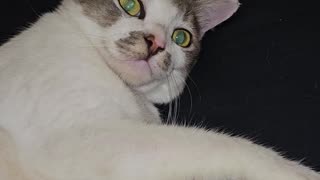 Otter Grooms Cat, Cat Has No Clue What's Going On