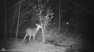 Backyard Trail Cams - Deer Stripping Tree