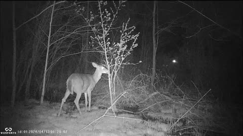Backyard Trail Cams - Deer Stripping Tree