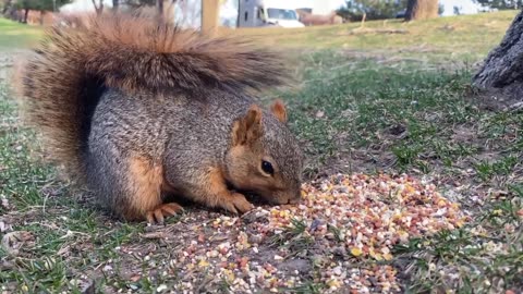 Squirrel rodent nibbling