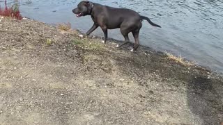 Dog Jumps in Lake