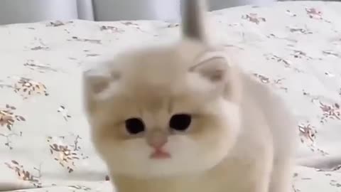 Cute Baby Kitten Sound