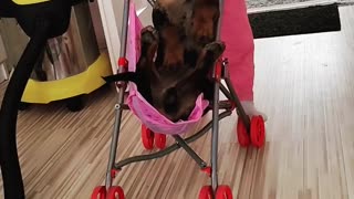Toddler Pushes Dachshund in a Stroller