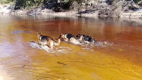 German Shepherds Rome and Jules swimming at the river place Alapaha River is lower