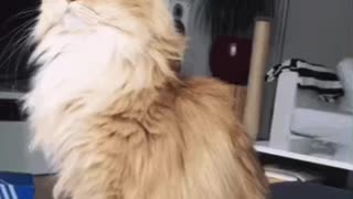 Cute Cat Gif