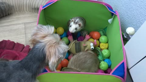 Yorkie Plays With Ferret Friends