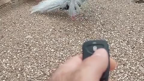Remote control bird 🐔