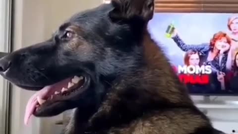 Funny dog Video