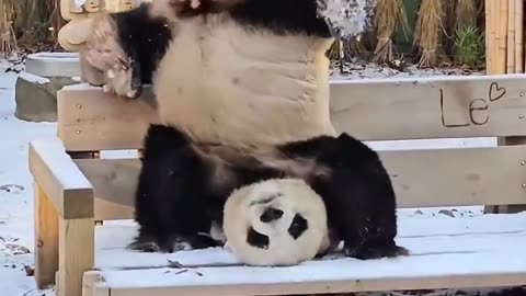 Panda bear doing a headstand
