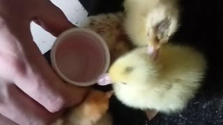Some new Muscovy ducklings and chickens