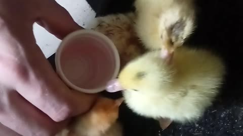 Some new Muscovy ducklings and chickens