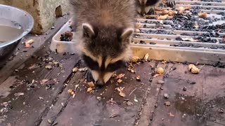 07-08-23 | Feeding Baby Raccoons | Part 9 | #shorts