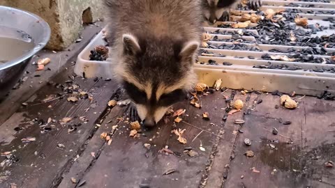 07-08-23 | Feeding Baby Raccoons | Part 9 | #shorts