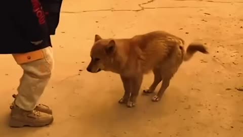 Dog dancing with little kid😂