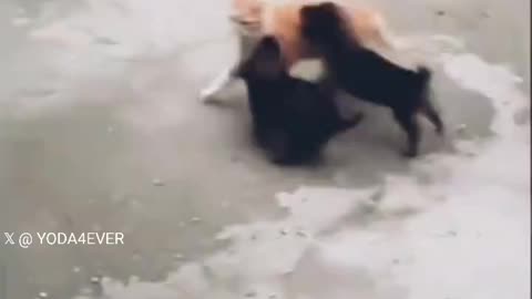 puppies attack