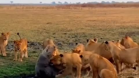 Dangerous crocodile vs dangerous lions fight