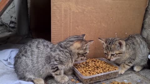 Mother cat and incredibly cute little babies