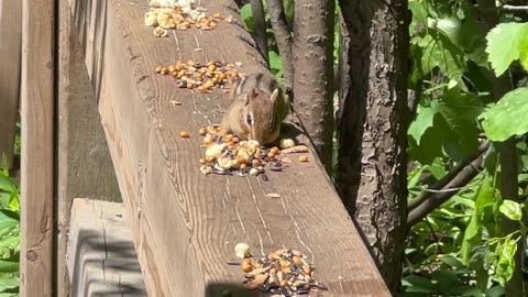 Lots of Chipmunks stopped by today