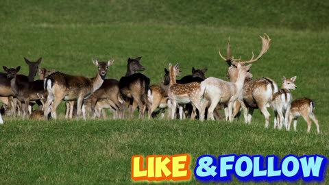 Deer antler group