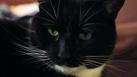 Adorable Cat’s Playful Antics: A Must-Watch Video!