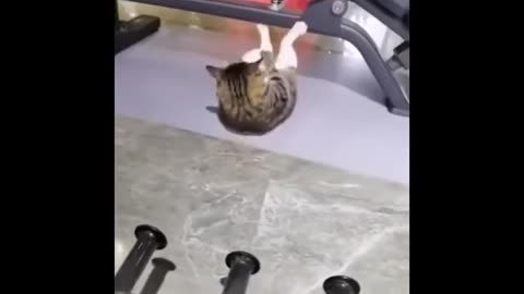 Fat cat to strong calisthenics cat🥱